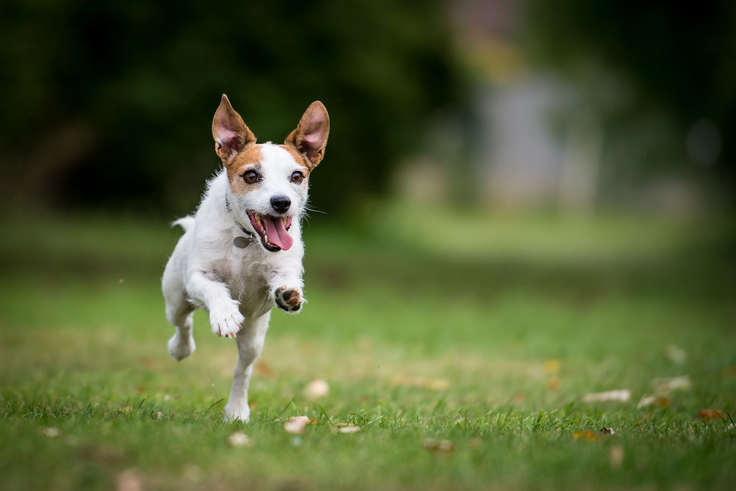 Dog running