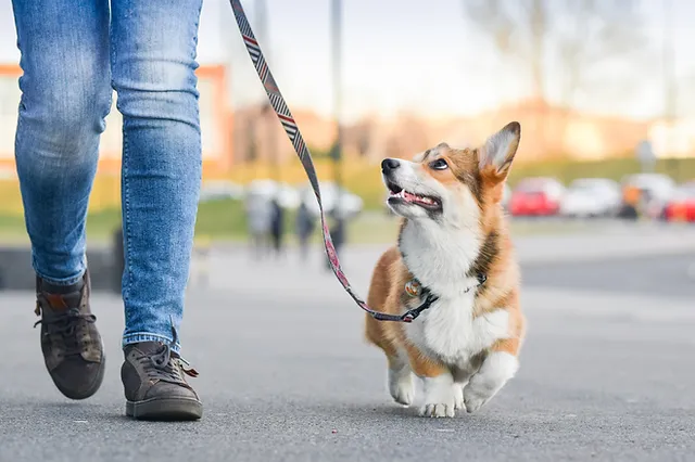 Private dog walking