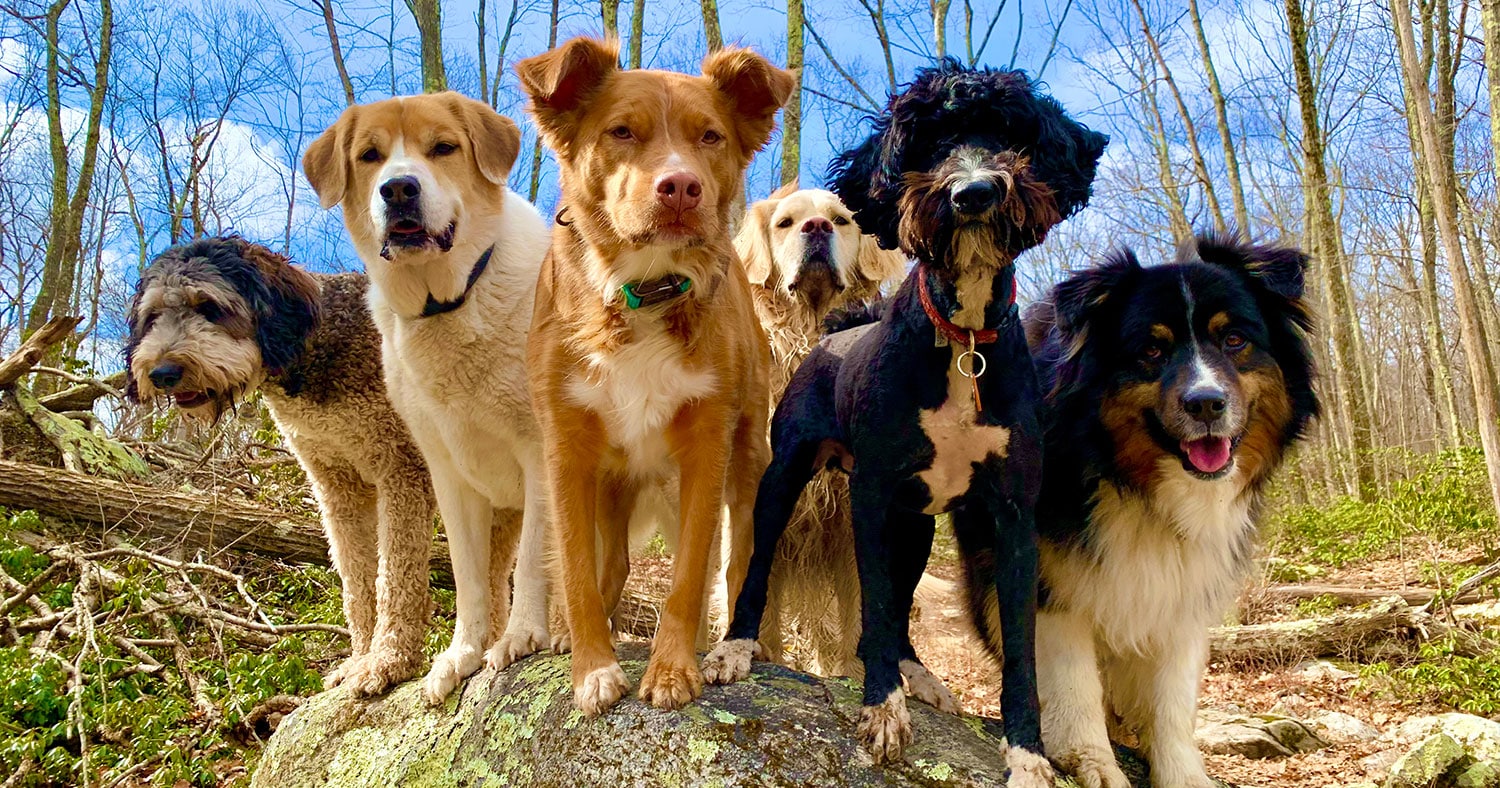 Group dog walking